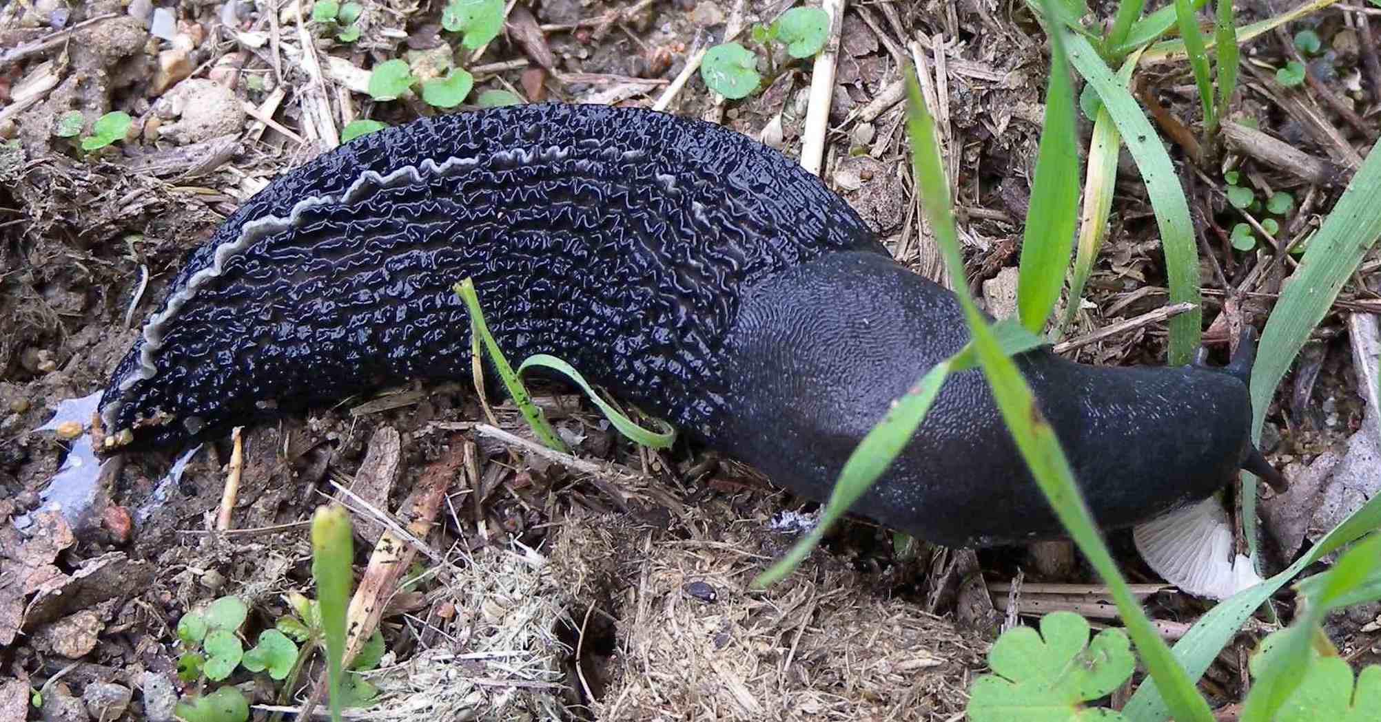 Limax amaliae Bettoni 1870 da Giussago (PV)